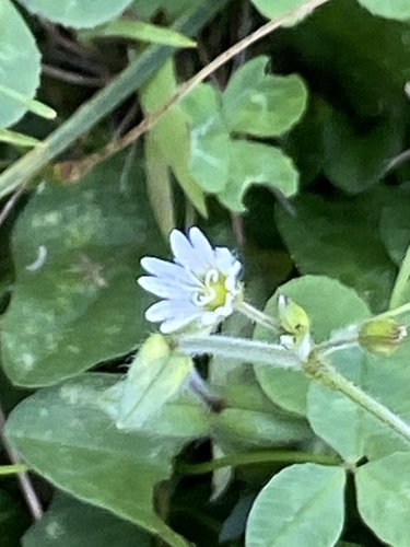 Common mouse-ear chickweed (Cerastium fontanum)