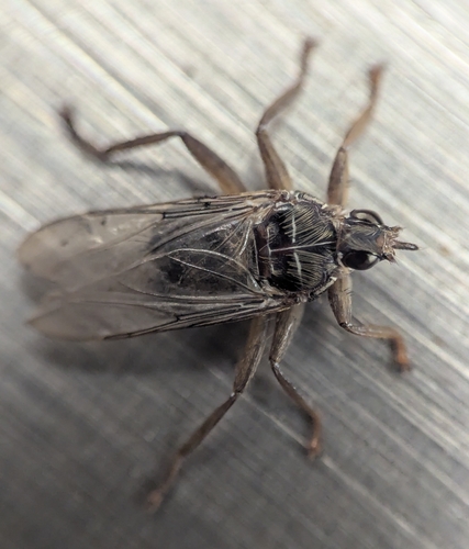 Pigeon Louse Fly photo 6