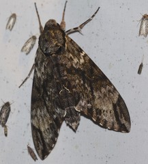 Psilogramma menephron