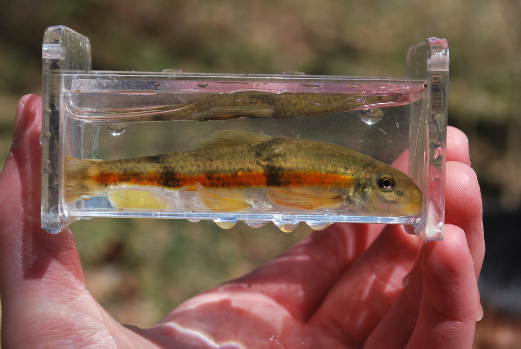 Torrent sucker (Thoburnia rhothoeca) — Catostomidae
