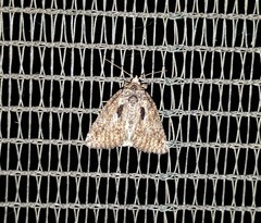 Prionofrontia erygidia