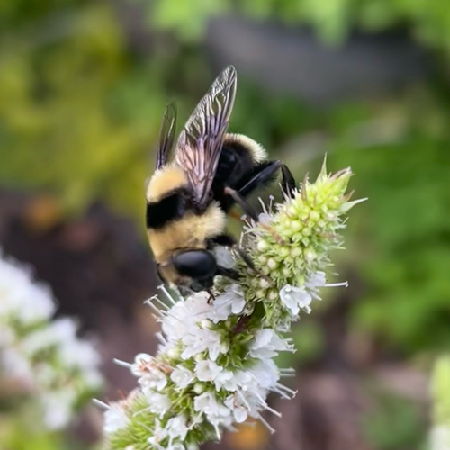 Unknown species found near NE Trisha Dr, Hillsboro, OR, US