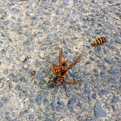 Vespa simillima xanthoptera