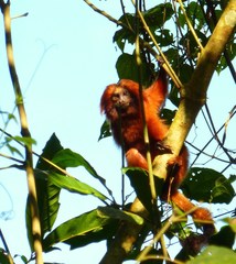 Leontopithecus rosalia