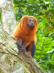 Leontopithecus rosalia