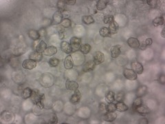 Entoloma hebes
