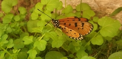 Acraea terpsicore