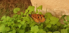 Acraea terpsicore
