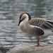 Swan Goose - Photo (c) stirwise, some rights reserved (CC BY-NC-ND)