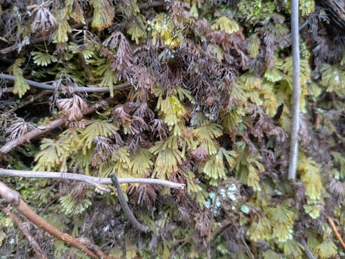 Hymenophyllum obtusum observed 2025-08-22