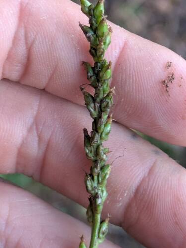 Plantago major observed 2025-08-22