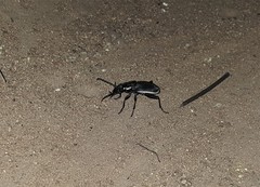Anthia circumscripta