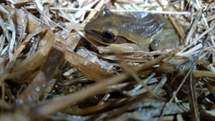 Polypedates leucomystax