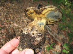 Caloboletus marshii