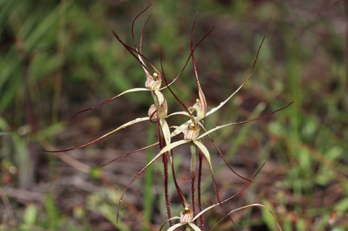 Cream spider orchid (Caladenia horistes)