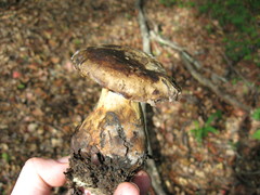 Caloboletus marshii