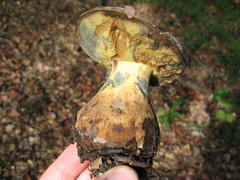 Caloboletus marshii