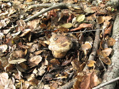 Caloboletus marshii