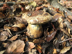 Caloboletus marshii