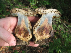 Caloboletus marshii