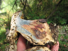 Caloboletus marshii