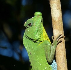 Lyriocephalus scutatus