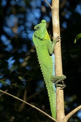 Lyriocephalus scutatus