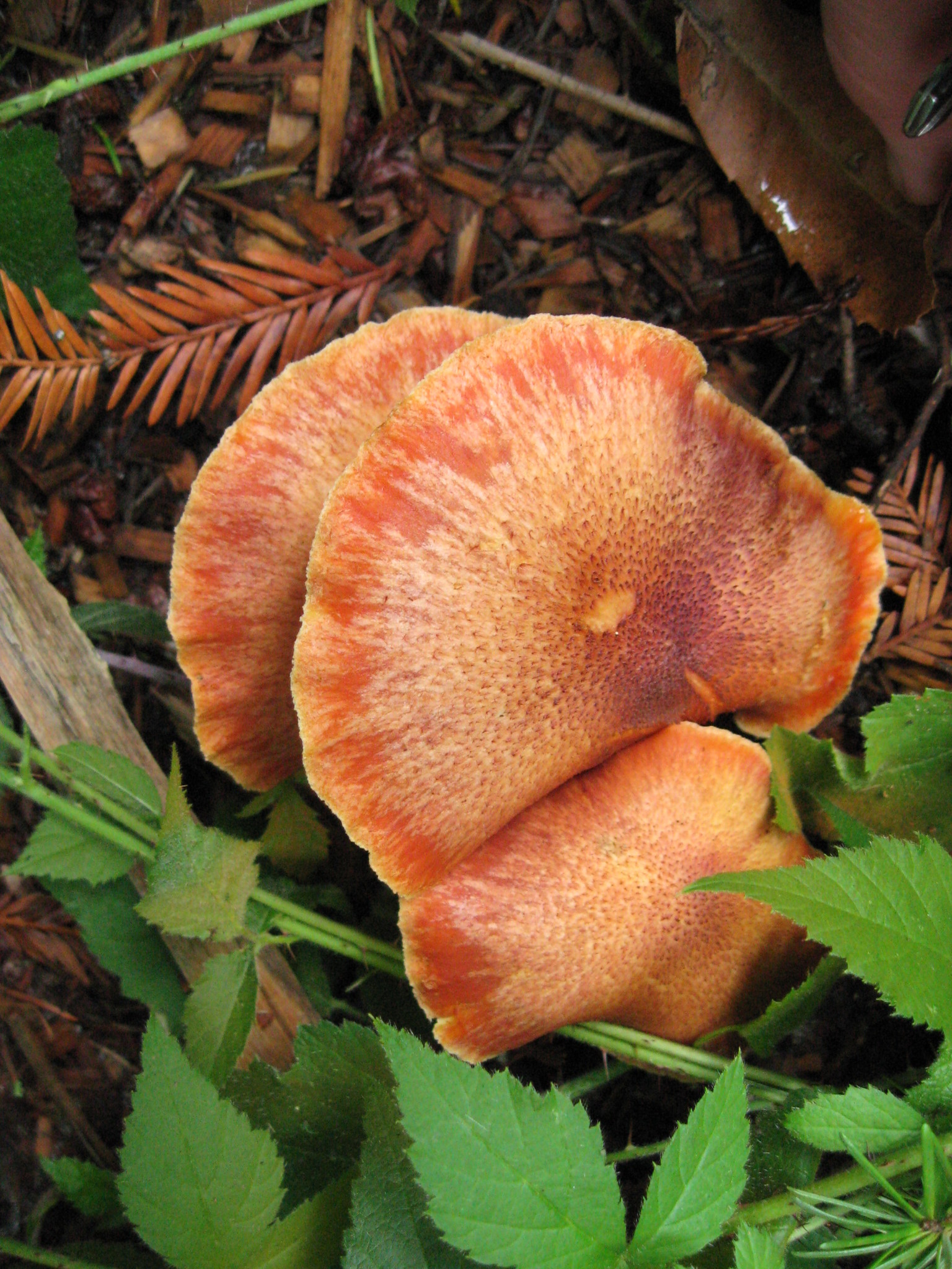 Gymnopilus luteofolius image