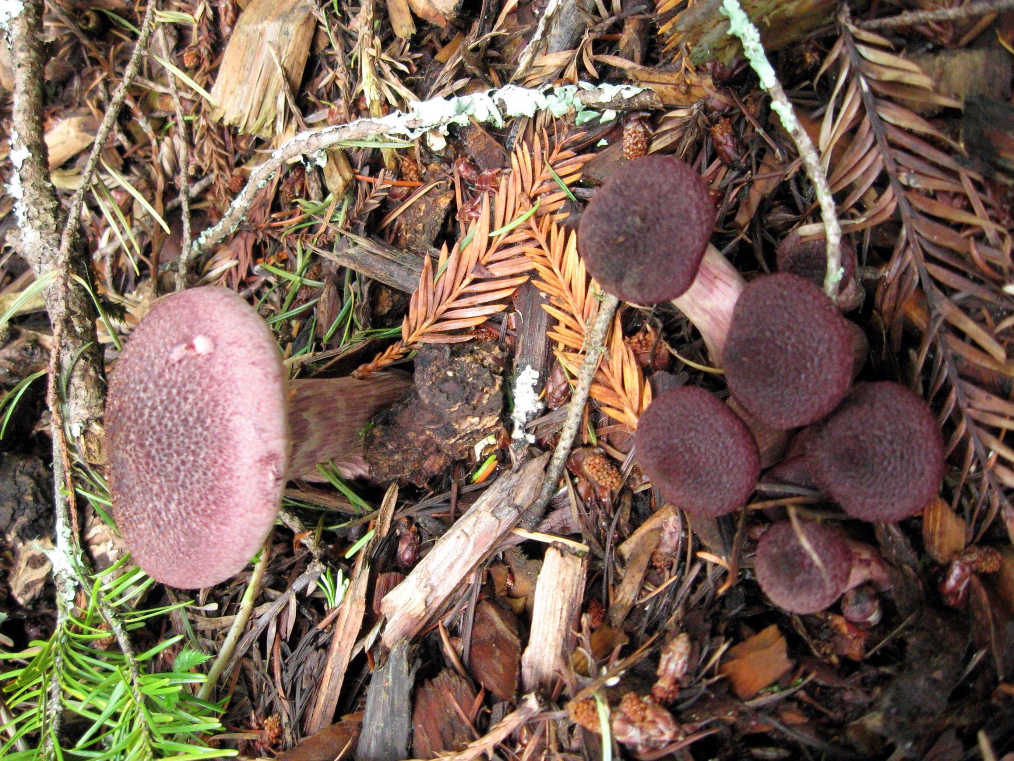 Gymnopilus luteofolius image