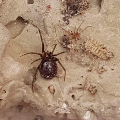 Steatoda grossa