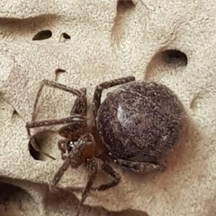 Steatoda grossa