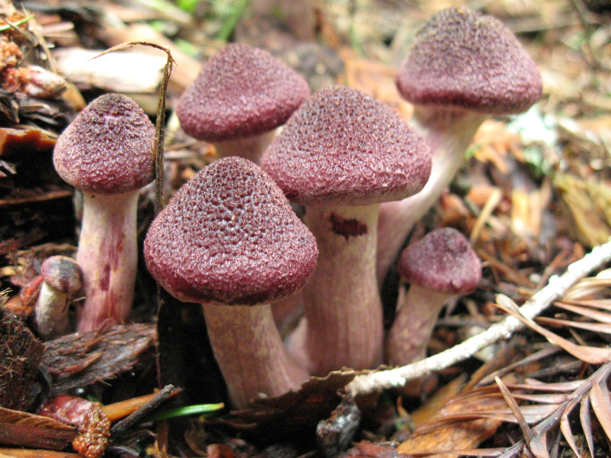Gymnopilus luteofolius image