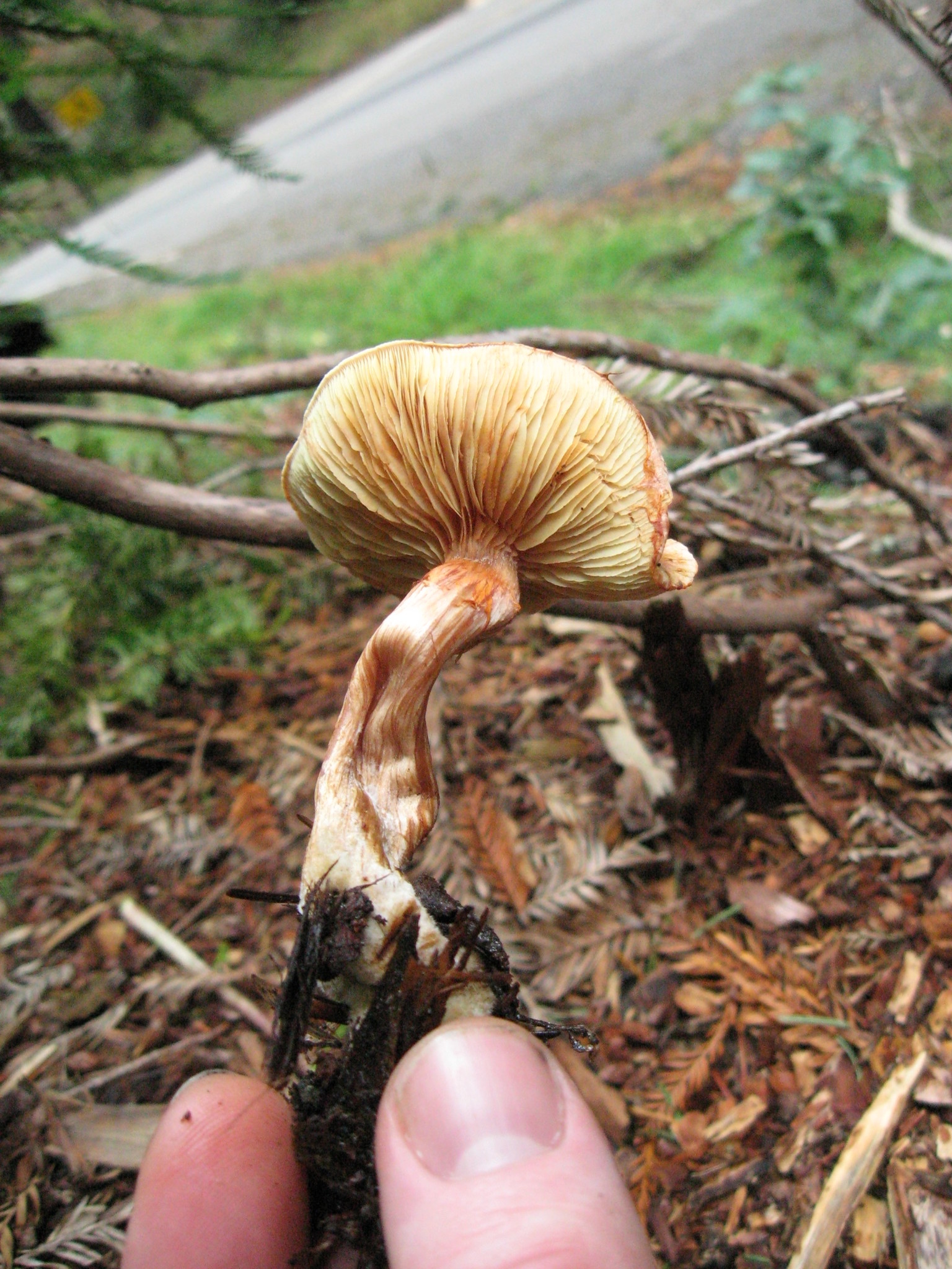 Gymnopilus luteofolius image