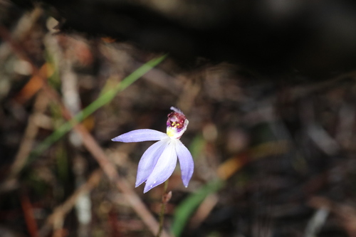 western tiny blue china orchid (Cyanicula aperta)
