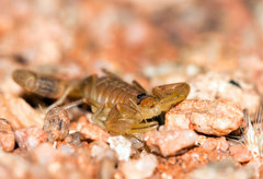 Uroplectes gracilior