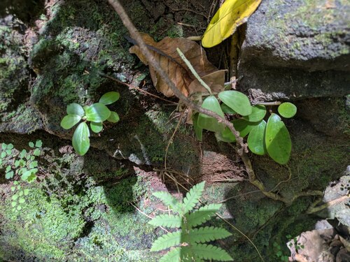 Peperomia latifolia observed 2025-08-28