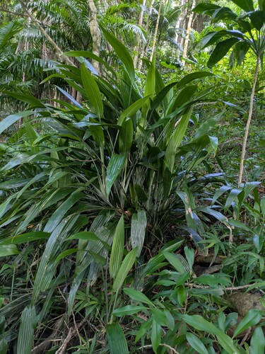 Dracaena aubryana, 2025-08-28