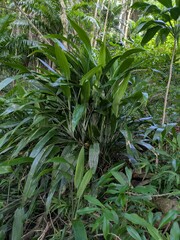 Dracaena aubryana, photograph (c) Kevin Faccenda, some rights reserved (CC BY)
