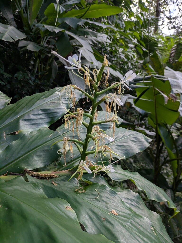 Ngải tiên cánh hoa đẹp – Hedychium stenopetalum