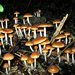 Psilocybe allenii - Photo (c) Alan Rockefeller, some rights reserved (CC BY), uploaded by Alan Rockefeller
