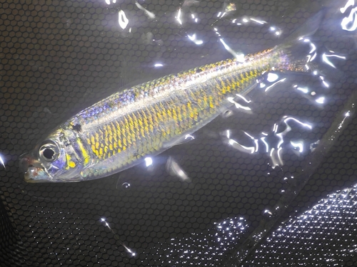 Japanese sardinella (Sardinella zunasi) — Clupeidae — 3