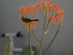 Setophaga palmarum image