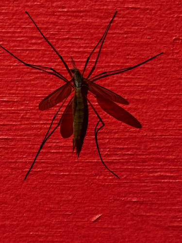 Unknown species found near Prospect Lake Rd, Saanich, BC, CA