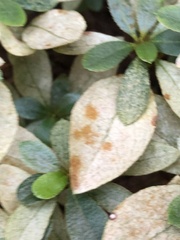 Colletotrichum coccodes