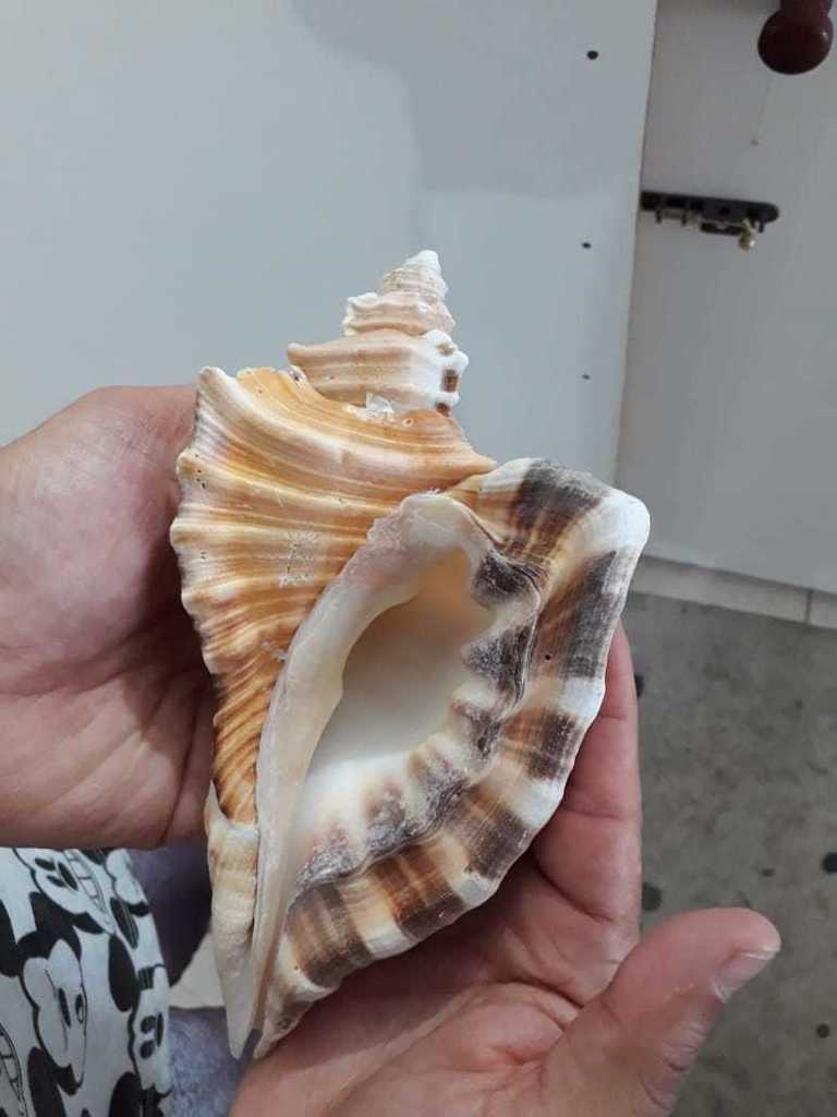 Cymatium raderi