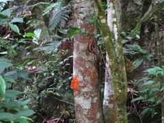 Chamaedorea pinnatifrons