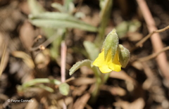Hermannia lancifolia