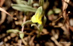 Hermannia lancifolia