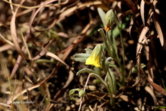 Hermannia lancifolia