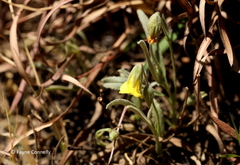 Hermannia lancifolia